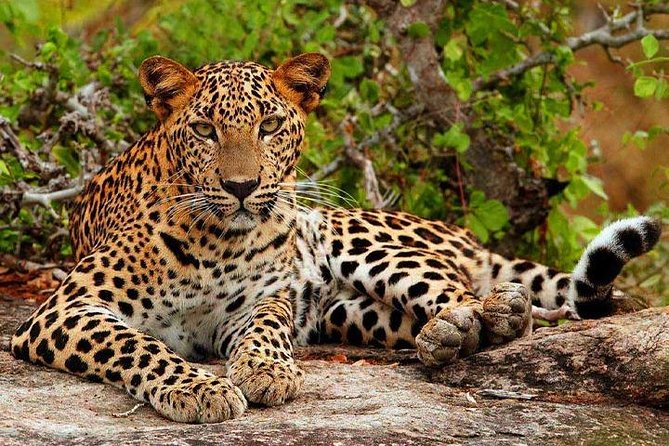 Safari Tour Yala National Park - 2 nights 3 days - Yala Safari Plus South Coast Sightseeing: The Real Appeal