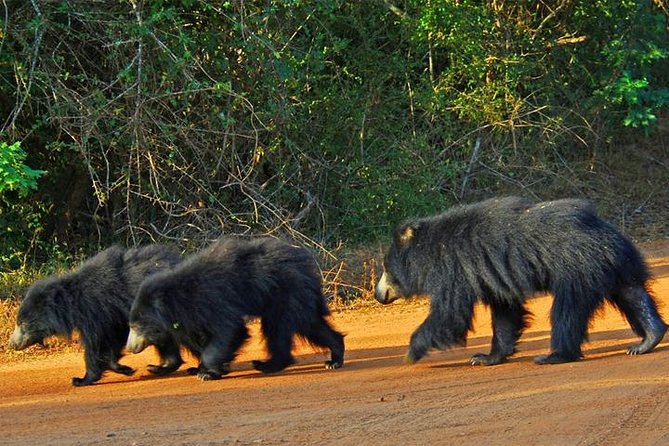 Safari Tour Yala National Park - 2 nights 3 days - Day 2 at Yala: Sunrise Jeep Safari, Then Birding and Temples
