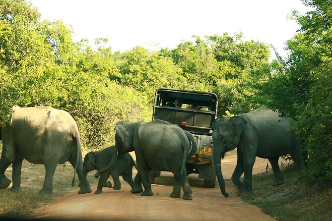 Safari Tour Yala National Park - 2 nights 3 days - Who’s Driving and Guiding: Eranga’s Flexibility Is a Big Win