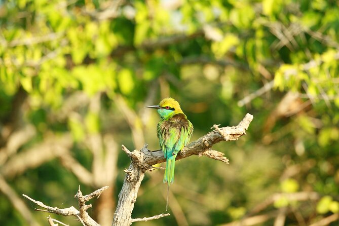 Safari Tour Yala National Park - 2 nights 3 days - Day 3: The South Coast Return That Feels Like a Greatest-Hits Route
