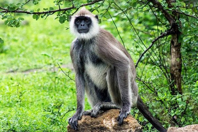 Safari Tour Yala National Park - 2 nights 3 days - Madu River Boat Safari and Kosgoda Turtle Hatchery: Why This Portion Matters