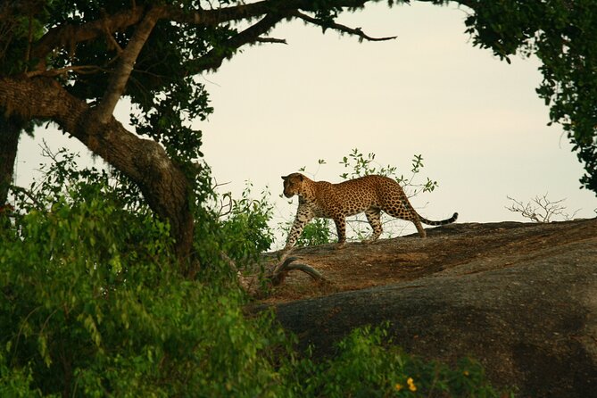 Safari Tour Yala National Park - 2 nights 3 days - Price and Value: Is US$565.25 Fair for What’s Included?