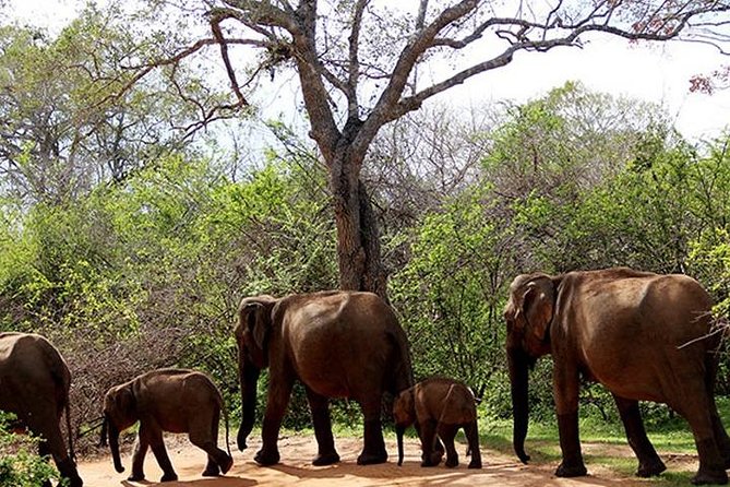 Safari Tour Yala National Park - 2 nights 3 days - Day 1 Arrival in Tissamaharama: Hotel Time That Actually Helps