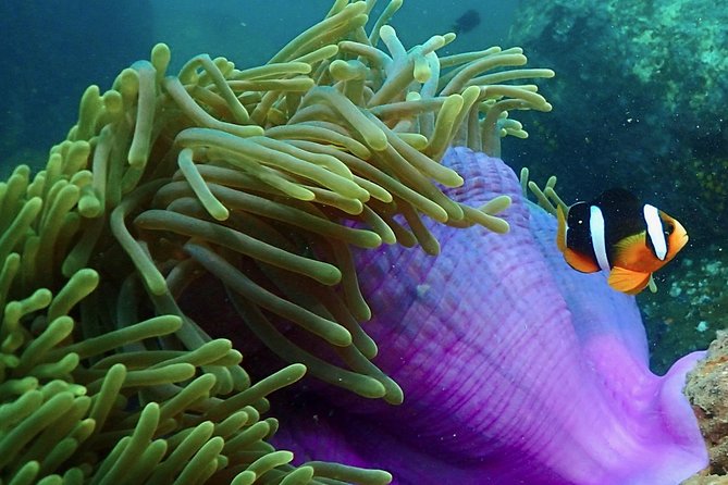Scuba Diving For Beginners - Negombo Base, Unawatuna Meeting Point, and What That Means
