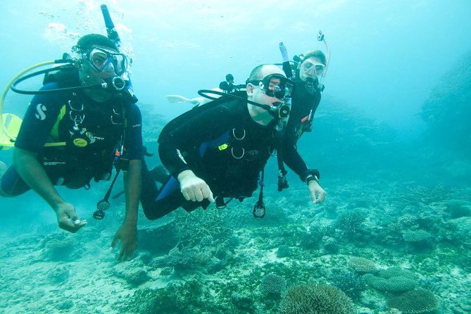 Scuba Diving For Beginners - What You’ll See: Shipwreck and Rocky Coral Reef