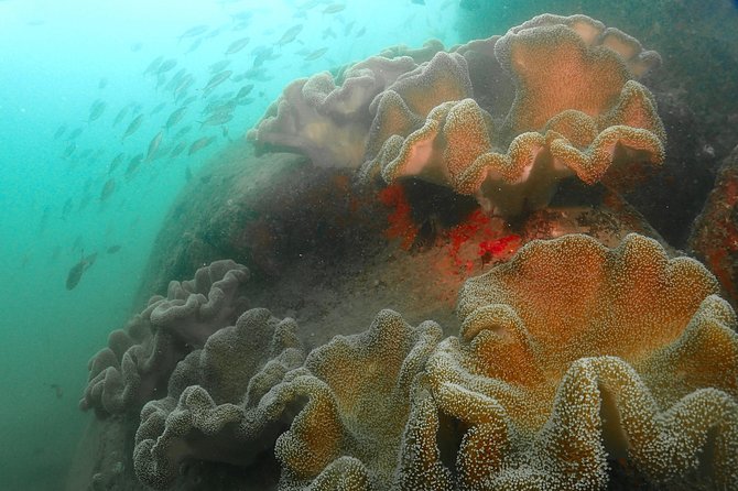 Scuba Diving For Beginners - Should You Book This First-Time Scuba Try in Sri Lanka?