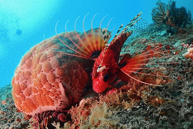 Scuba Diving For Beginners - The 3-Hour Plan: Theory, Confined Water Practice, Then Open-Ocean Time