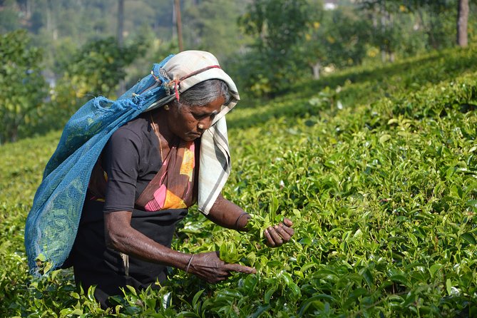 Shore Excursion From Colombo port to Ingiriya Tea Plantation & back for 2 People - More Than a Tea Stop: Rubber and Rice Add Real Context