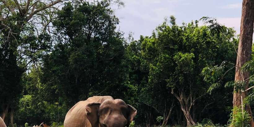 Sigiriya and Dambulla Private Full-Day Tour - Who should book this tour (and who should skip)
