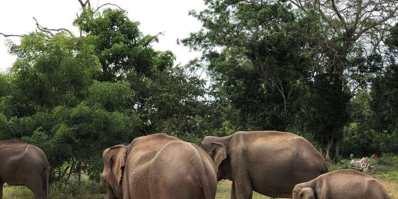 Sigiriya and Dambulla Private Full-Day Tour - Sigiriya Fortress + lunch and local food tasting time