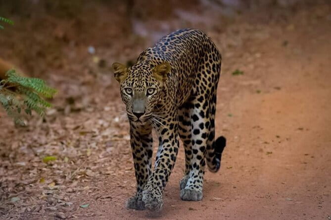Sigiriya & Dambulla Day Tour - Golden Temple of Dambulla: Caves, Paintings, and the 160-Meter Setting