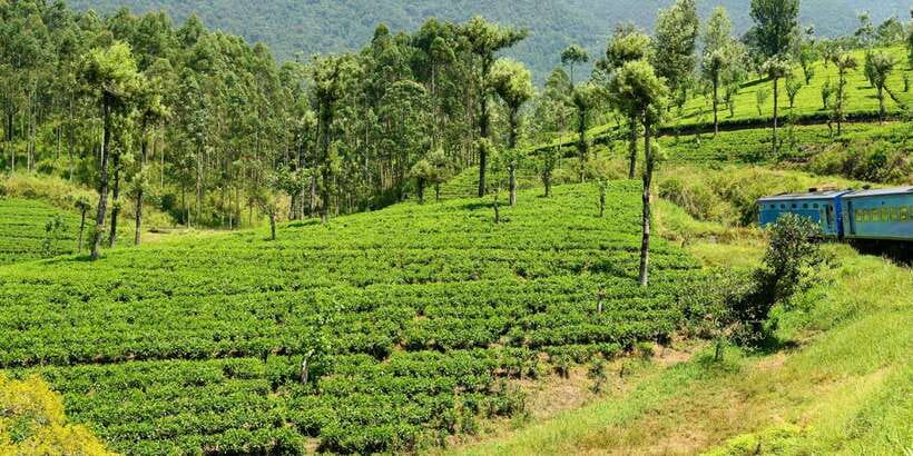 Sri Lanka: 2-Day wildlife tour; rainforest and National park - Key things I’d circle before you book