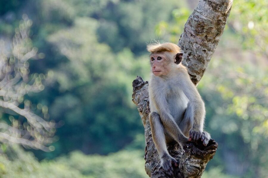Sri Lanka: 2-Day wildlife tour; rainforest and National park - Should you book? My practical take