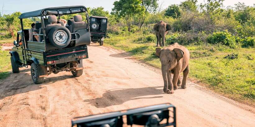 Sri Lanka: 2-Day wildlife tour; rainforest and National park - The Ella to Nuwara Eliya blue train: slow views in cool air