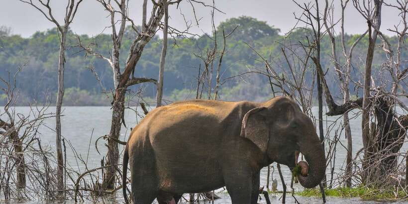 Sri Lanka: 2-Day wildlife tour; rainforest and National park - Drive time and real pacing in a 2-day format