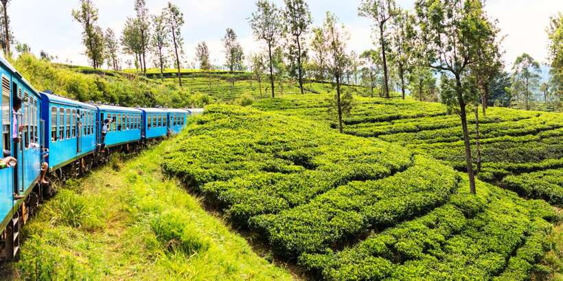 Sri Lanka: 2-Day wildlife tour; rainforest and National park - Udawalawe Jeep Safari: four hours to hunt for elephants and more