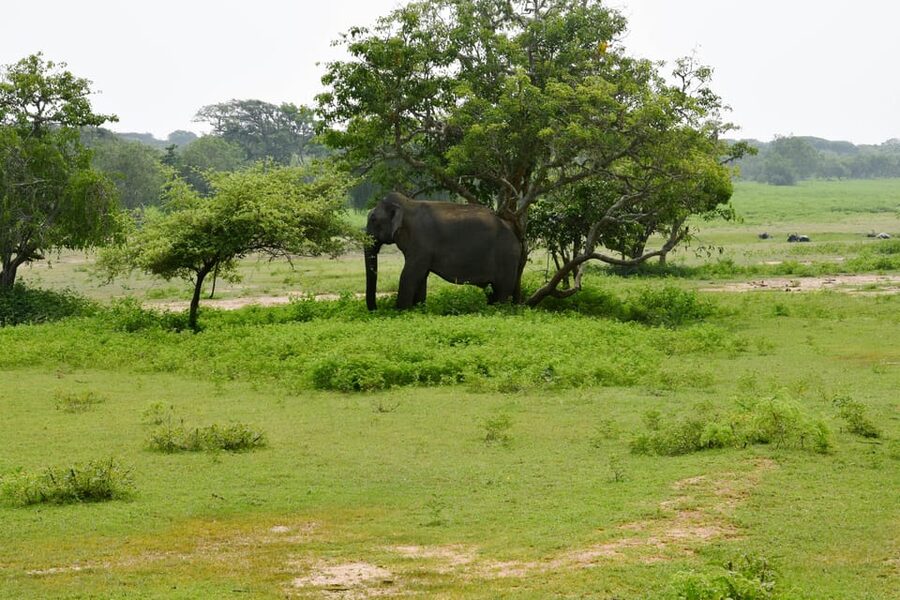 Sri Lanka 5-Day Private Country Side Tour Car, Hotels, Food - Day 4: Ella Viewpoints, Nine Arch Bridge, and the Udawalawe Safari