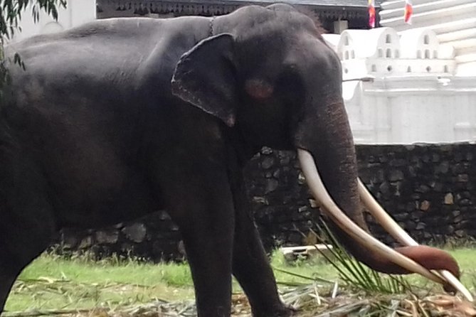 Sri Lanka 5 Day Privet Tour - Day 5: Early whale watching, then Galle Dutch Fort and the Madu River