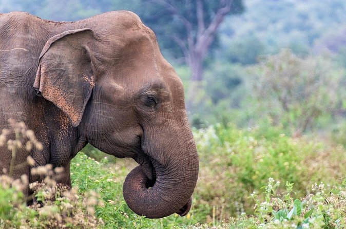 Sri Lanka 5 Day tour Best Nature and Culture include top hotels - FAQ