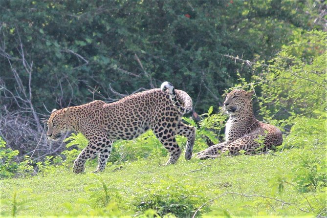 SRI LANKA EXPERIENCES- 12 Nights/13 Days Tour - Culture Stops: Temples and Heritage Sites, Plus the Ticket Reality