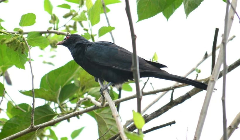 Sri Lanka Green Bless- 2-day Private Trip To Enjoy Nature - Sinharaja Rainforest Walk: 3 Hours of Guided Fauna-and-Flora Time