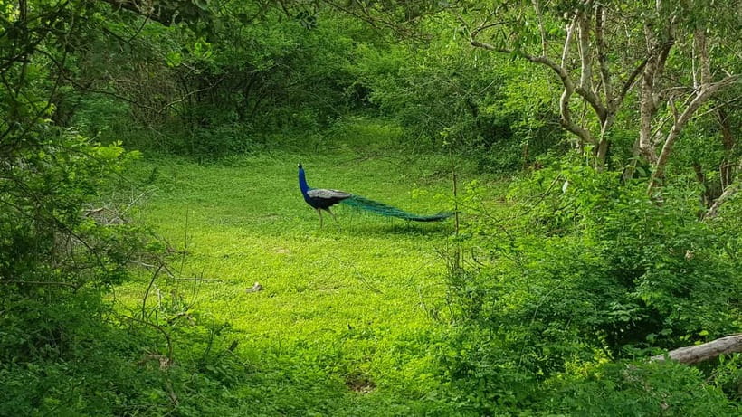 Sri Lanka Nature, culture, history and wildlife in 4 days - Key Things I’d Put on Your Radar