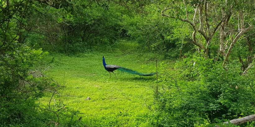 Sri Lanka Nature, culture, history and wildlife in 4 days - Price and What It Really Costs You on Top