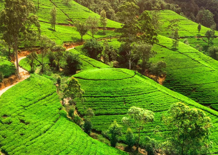 Sri Lanka Private 2-day Tour:Train Trip, Kandy, Nuwara Eliya - Price and Value: Does $275 per person make sense?