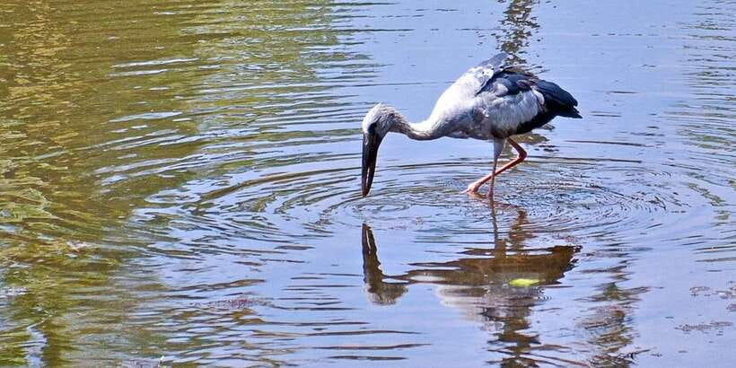 Sri Lanka Private Galle Tour: stilt fisherman, Galle Fort... - Madu River Ramsar wetland cruise: mangroves, birds, and that extra ticket