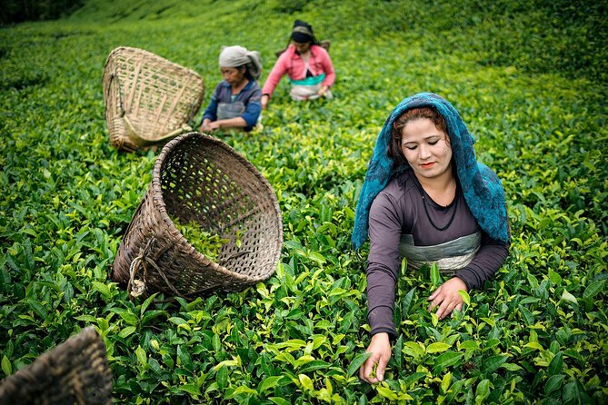 Sri Lanka round tour -7 days with private driver - Ramboda, Nuwara Eliya, and the Ella train option: hill-country reset