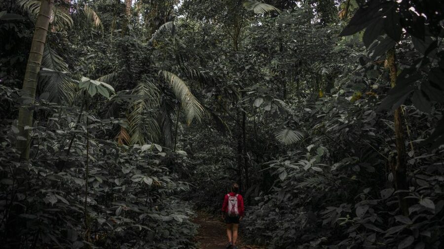 Sri Lanka: Sinharaja rainforest tour from Colombo, Bentota - Should you book this Sinharaja rainforest tour?