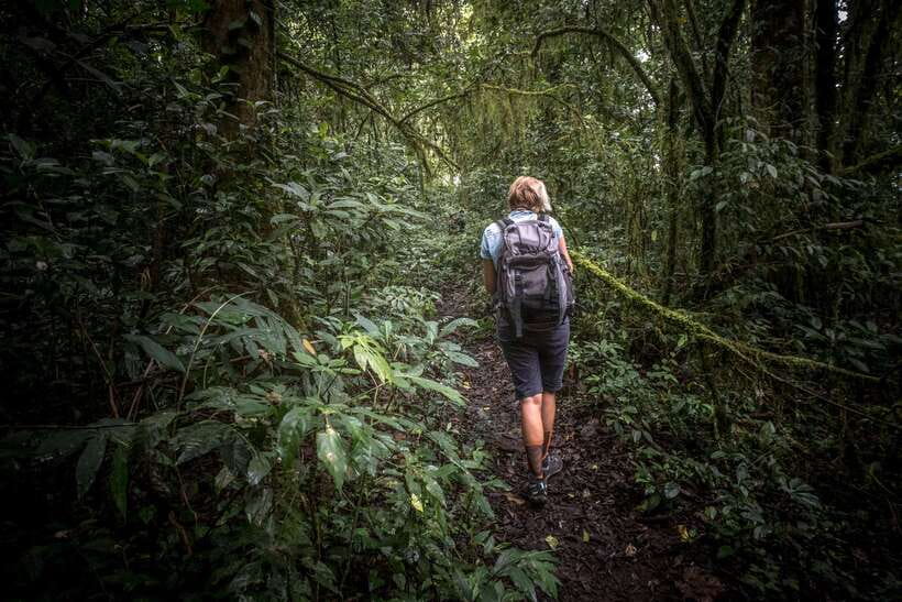 Sri Lanka: Sinharaja rainforest tour from Colombo, Bentota - Sinharaja Forest Reserve: what a guided 4-hour hike actually gives you