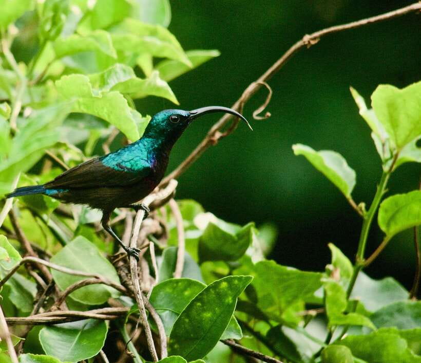 Sri Lanka: Sinharaja rainforest tour from Colombo, Bentota - Summiting Sinharaja’s tallest peak: a bold moment without promising a race