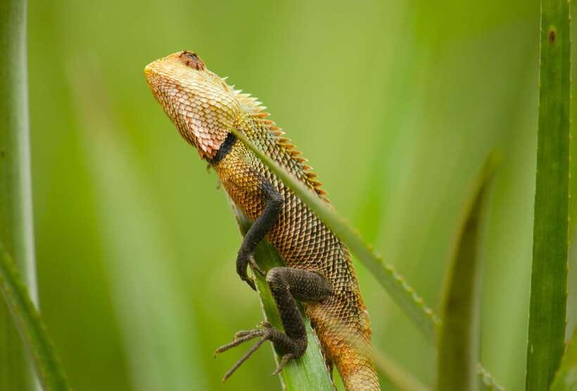 Sri Lanka: Sinharaja rainforest tour from Colombo, Bentota - Local lunch in the middle of the jungle day