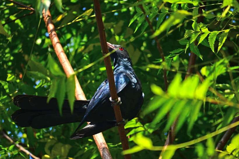 Sri Lanka: Sinharaja rainforest tour from Colombo, Bentota - Is the $195 price fair for this one-day private rainforest plan?