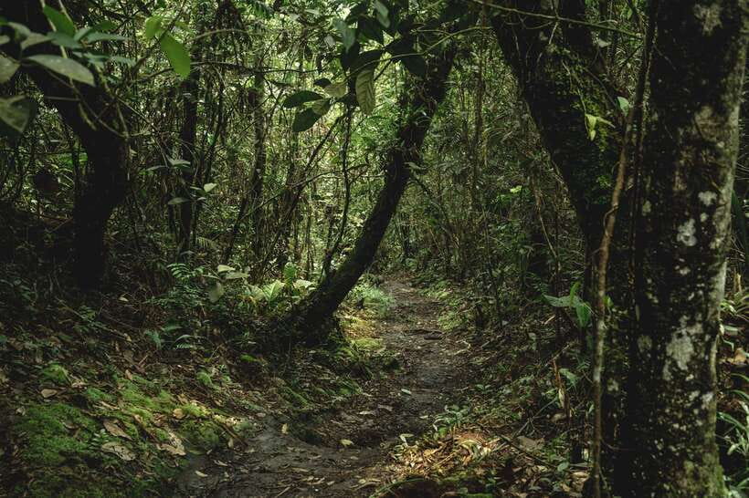 Sri Lanka: Sinharaja rainforest tour from Colombo, Bentota - Who should book this Sinharaja tour, and who should skip it