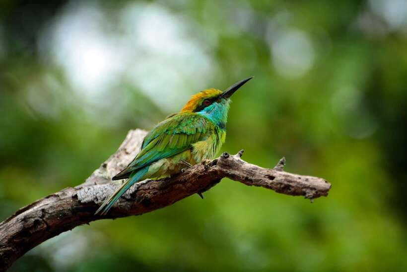 Sri Lanka: Sinharaja rainforest tour from Colombo, Bentota - Waterfalls on the route: when “spectacular” meets wet ground