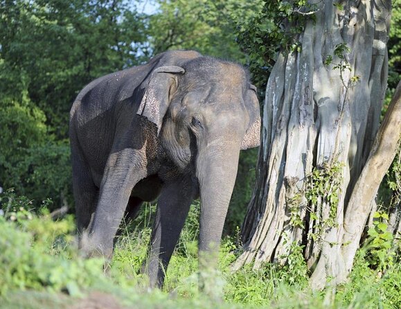 Sri Lanka tour itinerary . 6N/7D with driver, vehicle and H/B accommodations - Key Things That Make This Tour a Strong Pick