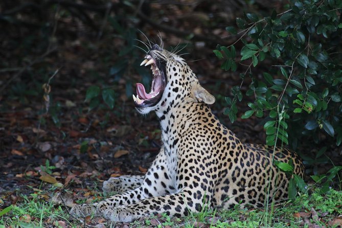 Sri Lanka tours 12-Day wildlife Tour with driver,Car or Van and accommodations - Key Things That Make This Wildlife Tour Work Well