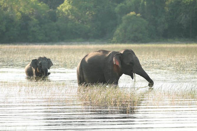 Sri Lanka tours 12-Day wildlife Tour with driver,Car or Van and accommodations - Starting in Negombo: Fish Market Energy and a Gentle First Night