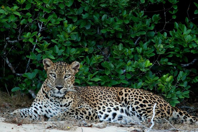 Sri Lanka Unveiled: 12 Nights Complete Experience Package - Negombo Beach first: easing in before the big days