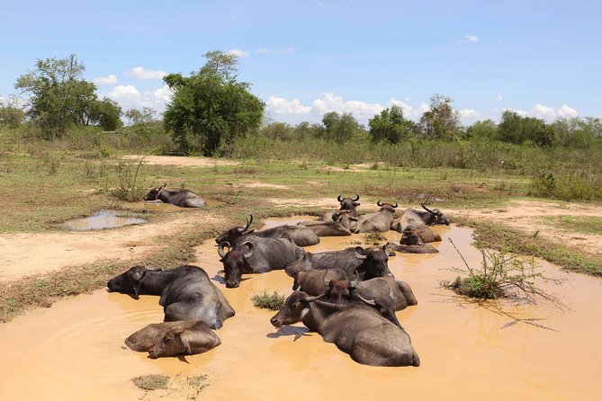 Sri lanka Wildlife Tour - Booking a 13-Day Wildlife Circuit from Negombo: what you’re paying for