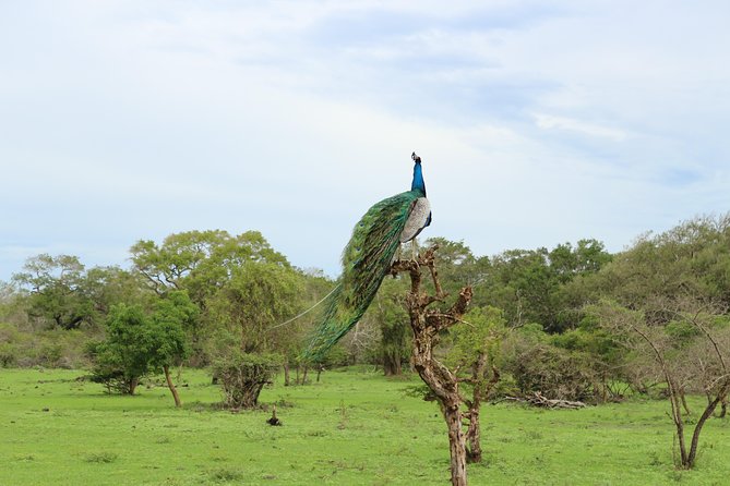 Sri lanka Wildlife Tour - What to pack for safaris and rain-forest days (and why it matters)