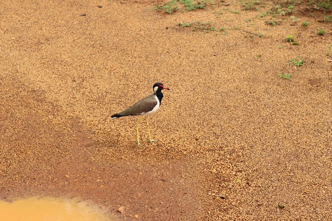 Sri lanka Wildlife Tour - Wilpattu National Park and Anuradhapura: mixing big wildlife with old cities
