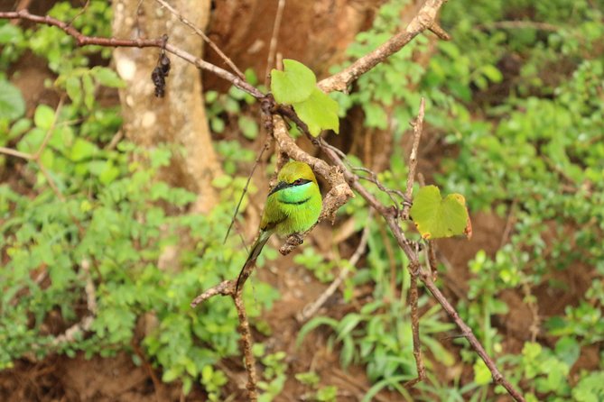 Sri lanka Wildlife Tour - Ella by tea train and Tissa Lake herons: a change of pace that stays wildlife-focused