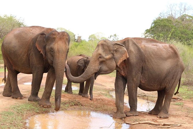 Sri lanka Wildlife Tour - Day 1 in Negombo Lagoon: herons, a boat ride, and an easy start
