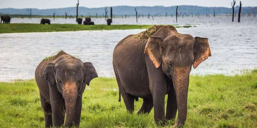Udawalawa National Park: All-Inclusive Private Day Tour - Key highlights worth planning for