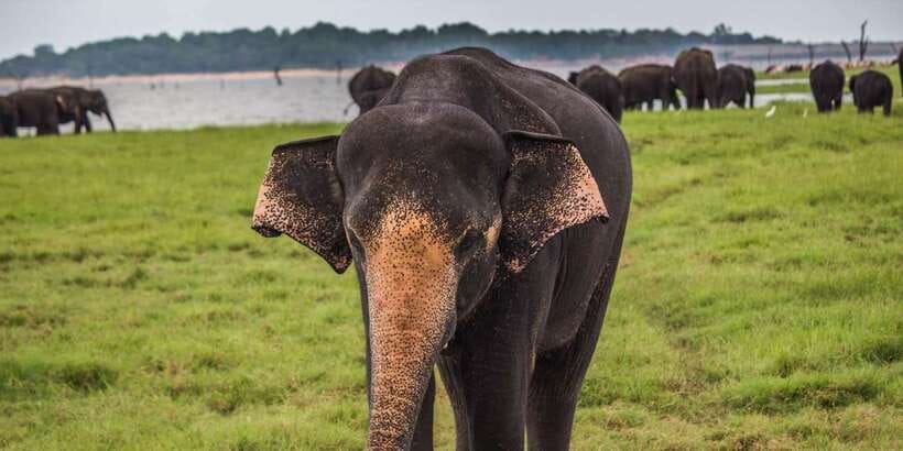 Udawalawa National Park: All-Inclusive Private Day Tour - What kind of traveler this is best for