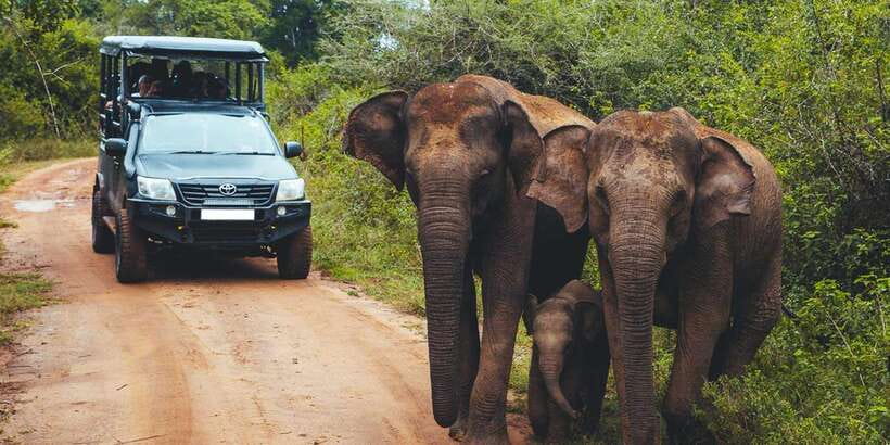Udawalawa National Park: All-Inclusive Private Day Tour - The 3-hour Udawalawe jeep safari: how to get the best viewing