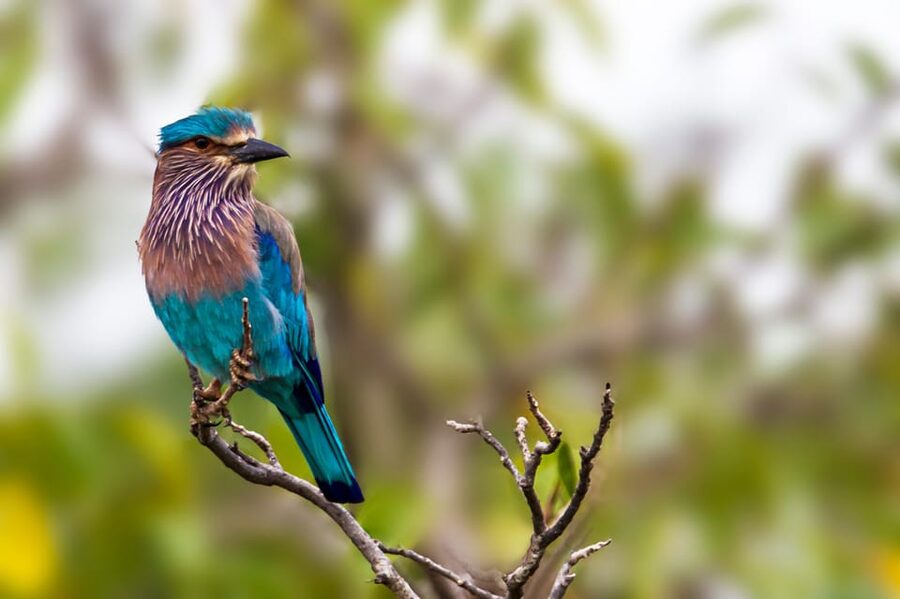 Udawalawa National Park: All-Inclusive Private Day Tour - Guide style that changes the whole day (Pathum, Koshala, Prasad)